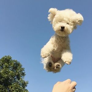 Meet your Posher, Riley